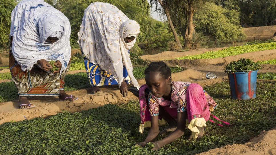 Ce potager a été créé par 18 femmes du quartier qui ont fondé une association agricole. 