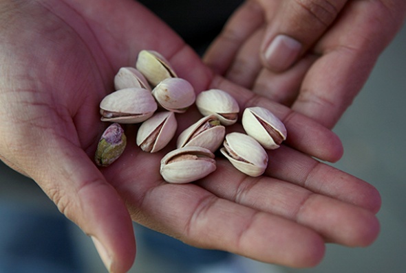 Officials and farmers say that lucrative crops, especially the highly-valued pistachios, will help replace narcotics. (Photo: Justin Sullivan/Getty Images)