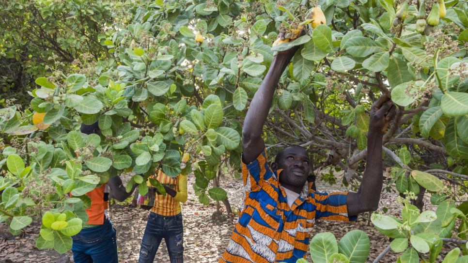 Sinali Silué at work picking cashew nuts a few kilometers from Olleo, Côte d'Ivoire.