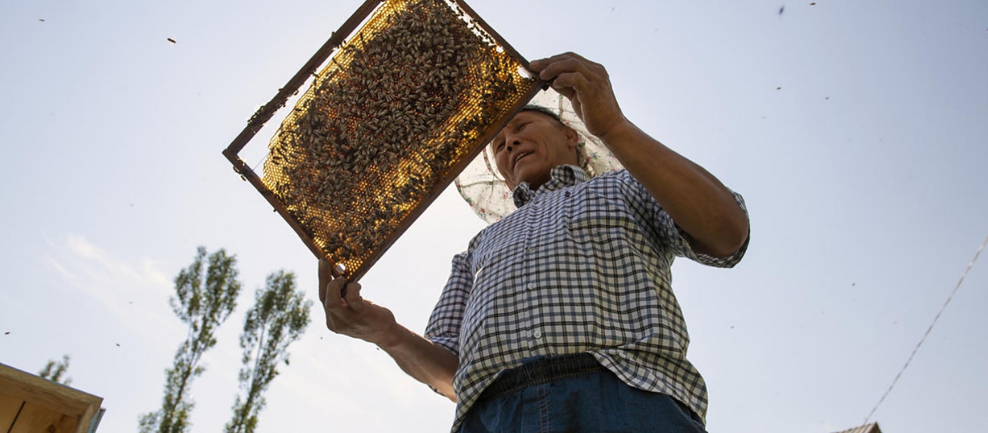 Abdusamat Saparov, 54 ans, s'occupe de l'une de ses ruches à la périphérie d'Osh, au Kirghizistan