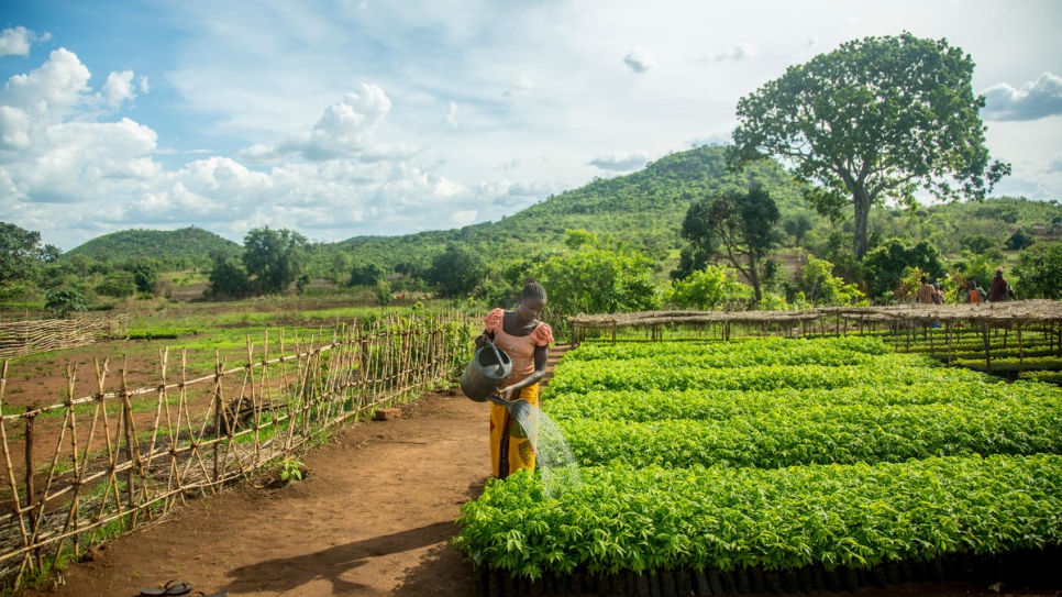 54 000 arbres ont été plantés dans une pépinière du village de Biturana.