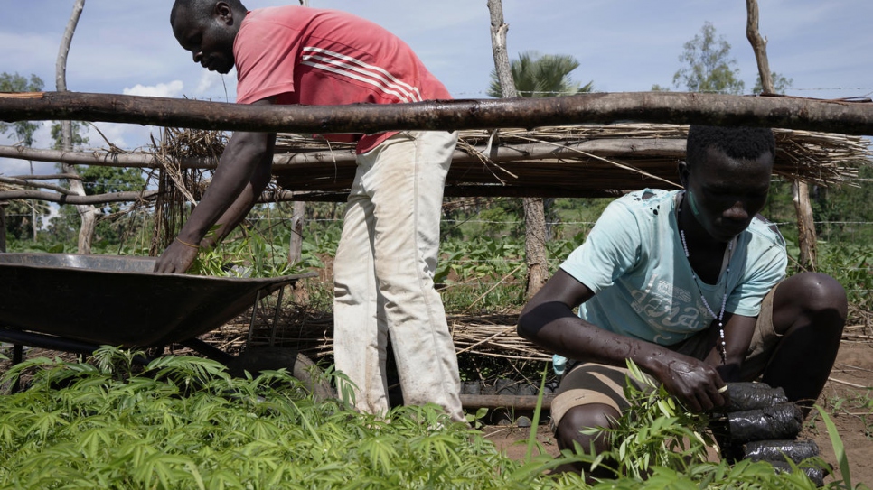 Workers are collecting young trees to transport them in the villages where they will be planted.