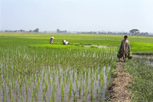 A rice field in Laos, Sept. 22, 2011.