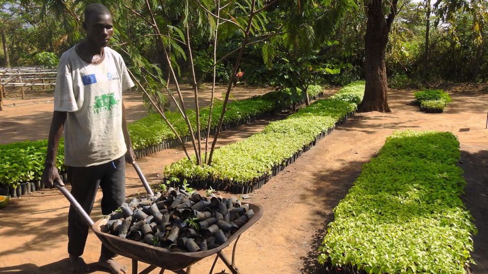 Uganda.A member of the host community carries seedlings that will be planted in the Palabek refugee settlement to help prevent rapid deforestation in northern Uganda.