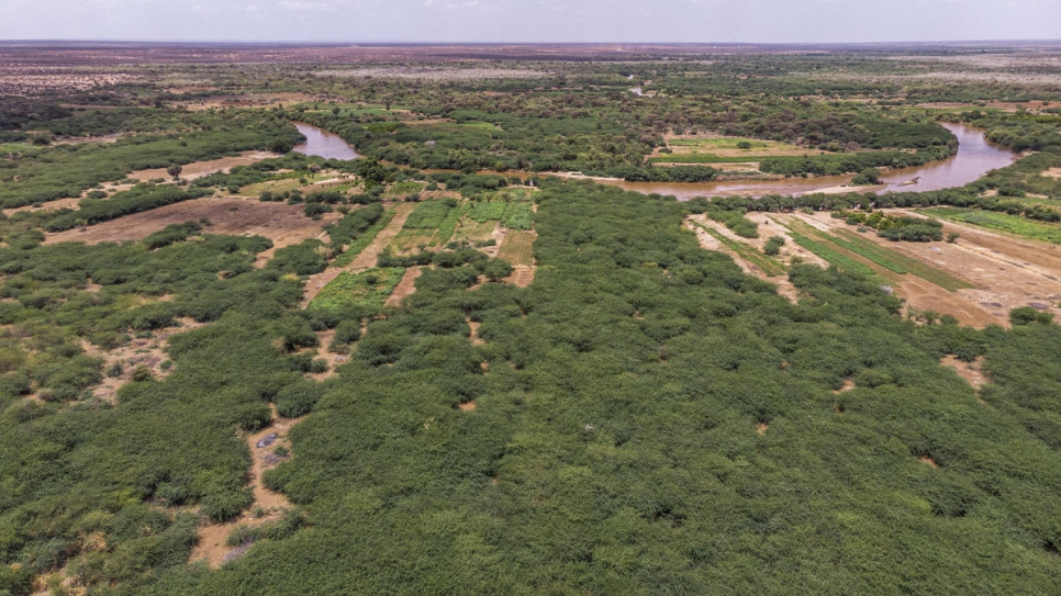 Vue aérienne des prosopis près de la frontière avec la Somalie à Dollo Ado, en Ethiopie. 