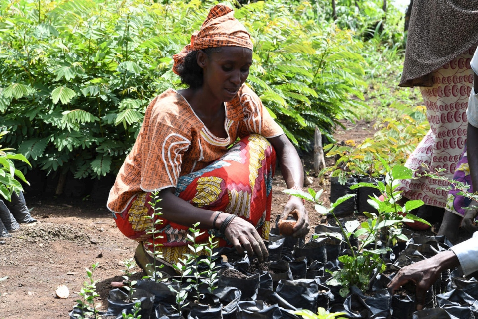 Cameroon. Land, livelihood and sustainability issues affect Central African refugees