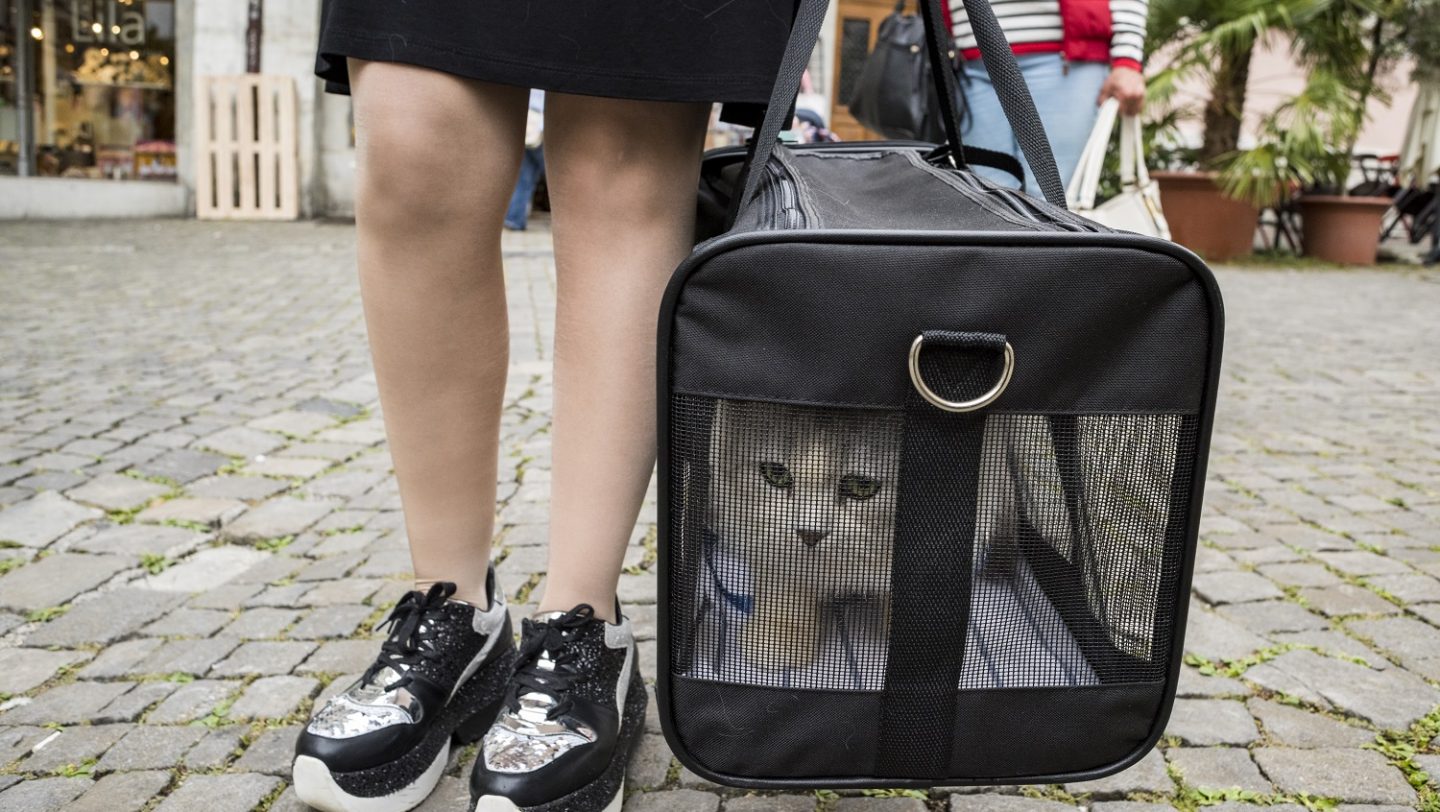 Switzerland. Pet cat brings companionship on long journey to safety