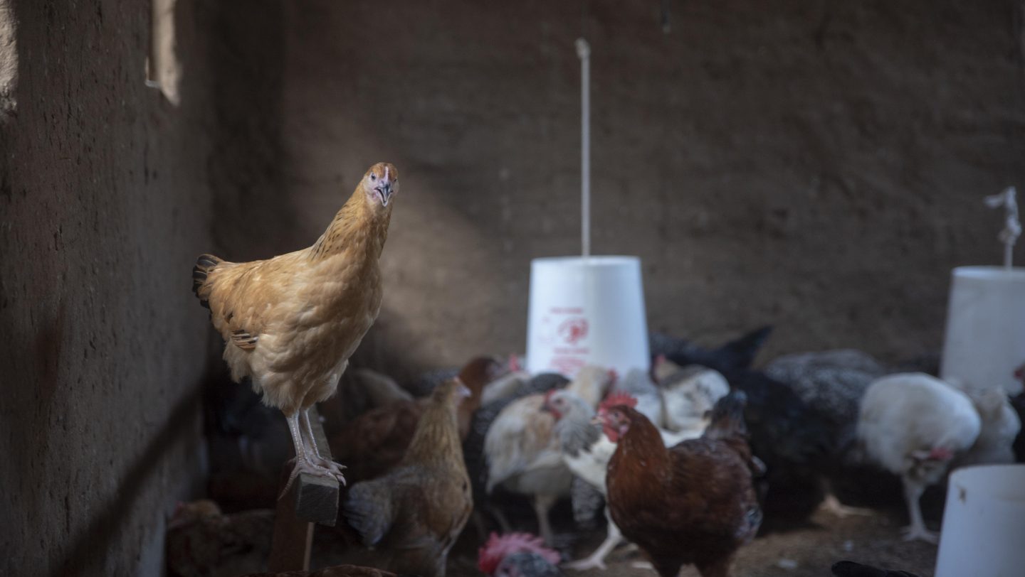 Super Chicken Farmer in Kakuma (4)