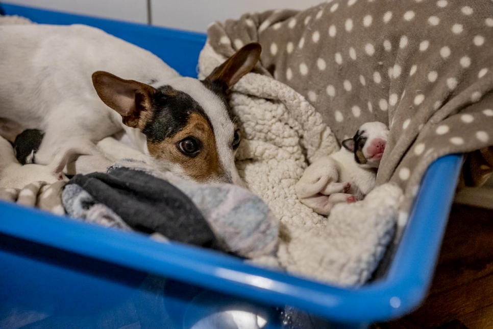 Lulu rests with her puppies at the home they share with their owners, Ida and Mawaheb, in Belgrade. 