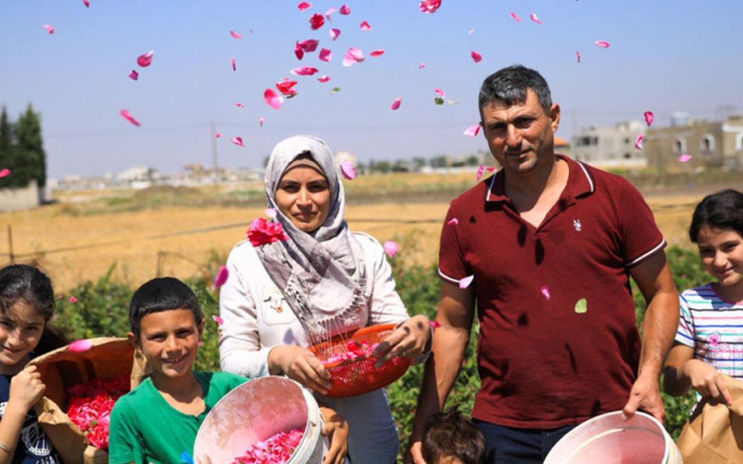 Syrian rose farmer uses skills to graft new life in Lebanon