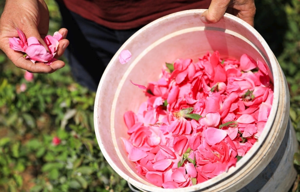 pétales de rose dans un seau