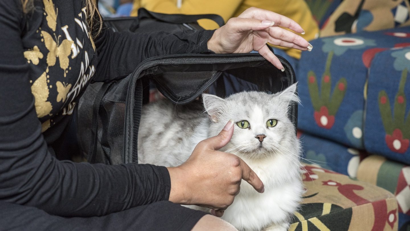 Switzerland. Pet cat brings companionship on long journey to safety