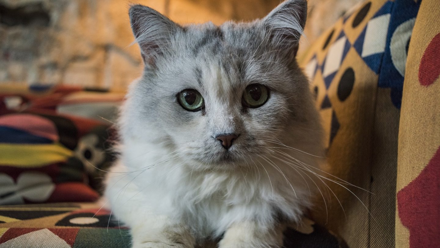 Switzerland. Pet cat brings companionship on long journey to safety