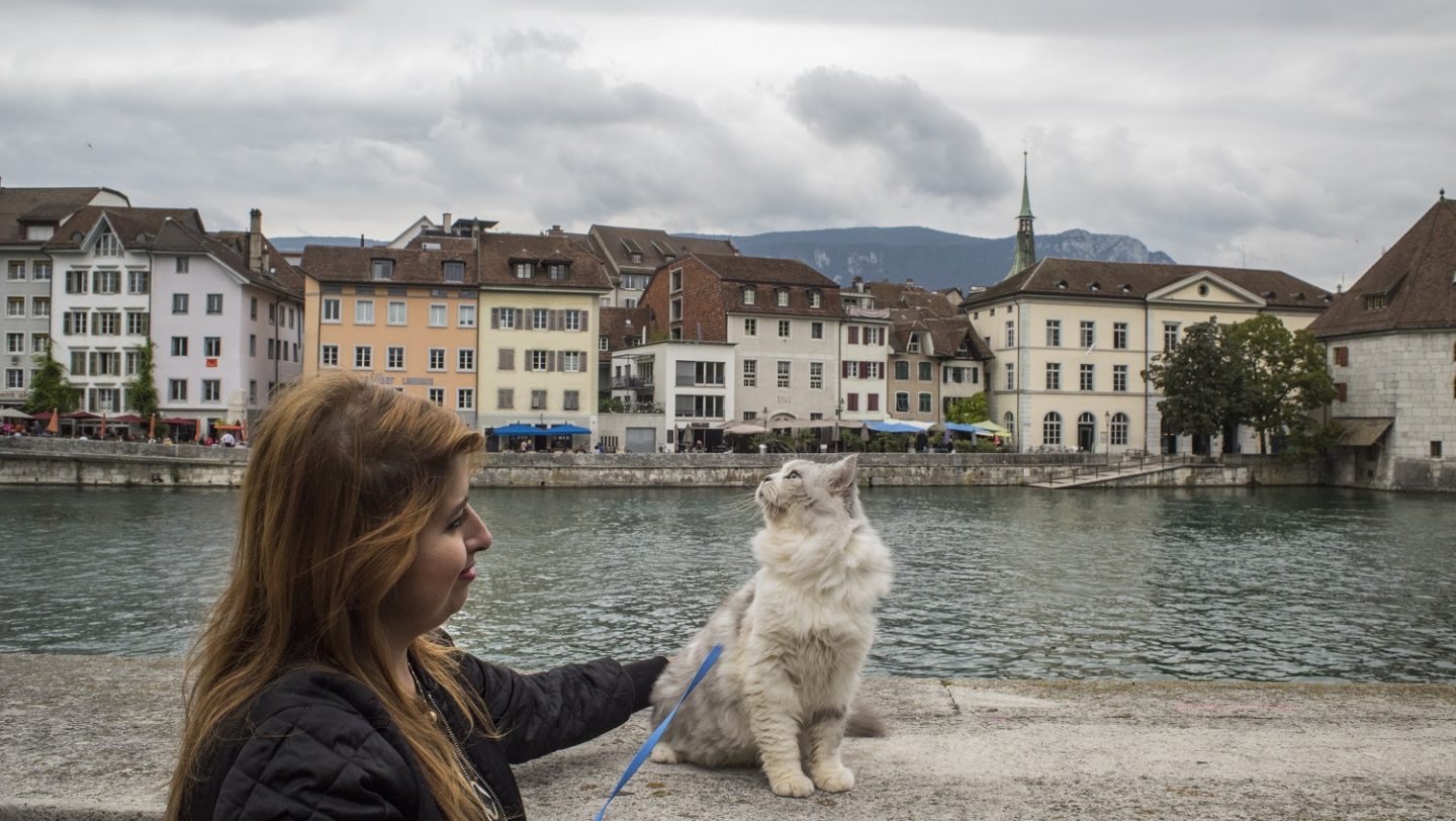 Switzerland. Pet cat brings companionship on long journey to safety