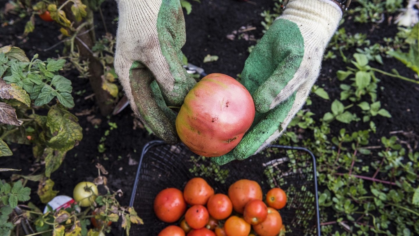 Switzerland. Integration of refugees through a gardening project