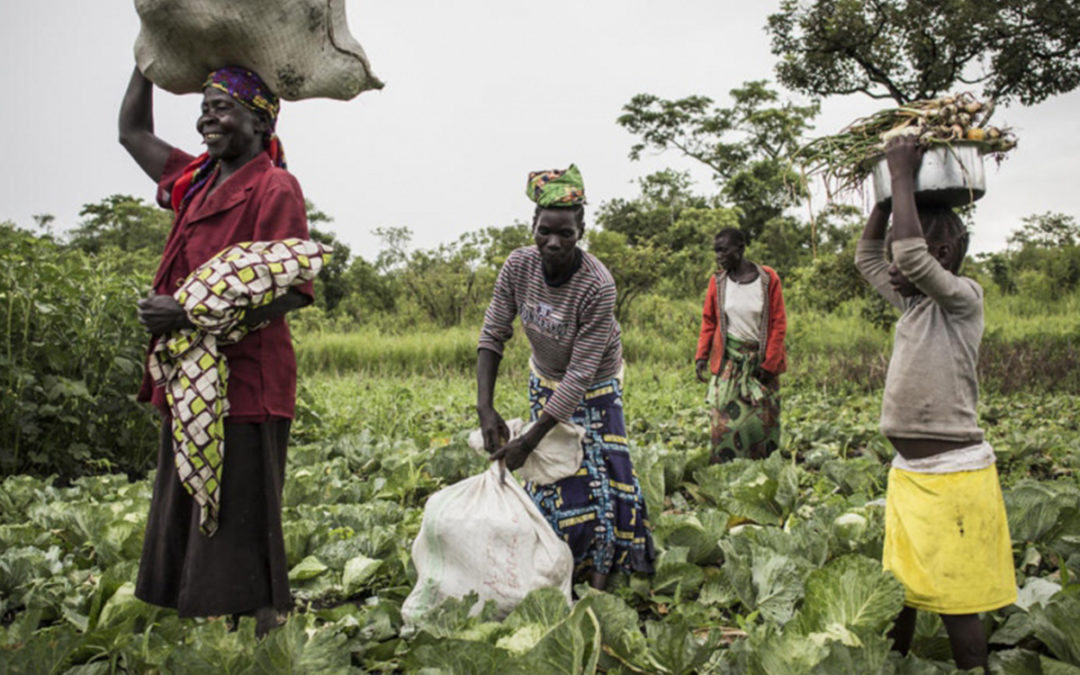 Farming together, refugees and their hosts reap benefits