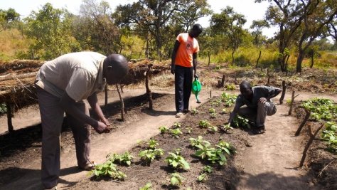 Refugees from South Sudan tend a bed of neem and teak saplings in a tree nursery in the Palabek refugee settlement in northern Uganda.