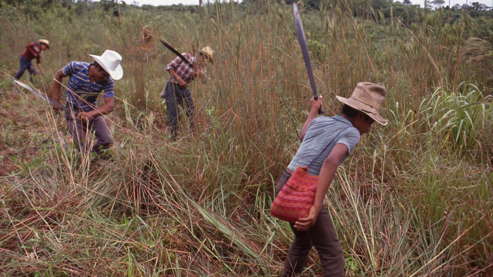 D'anciens réfugiés guatémaltèques défrichent un champ après leur retour chez eux, au Guatemala, en 1989. 