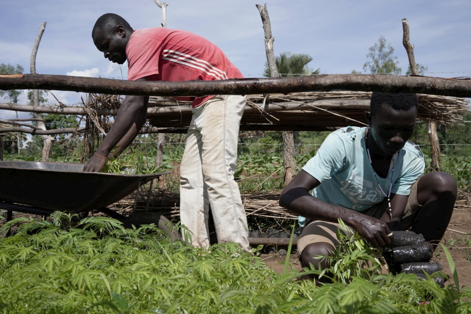 Los trabajadores recolectan árboles jóvenes para transportarlos a las aldeas donde serán plantados. 