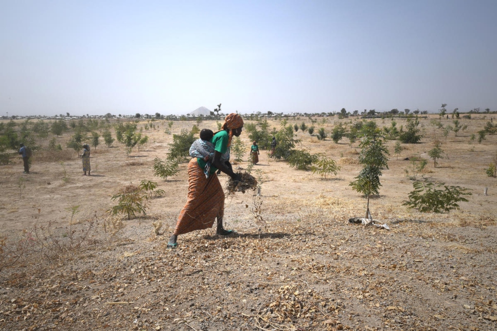 En el campamento de Minawao (Camerún), que hace frente a la deforestación a causa del calentamiento global y la actividad de los refugiados, ACNUR y sus socios Land Life Company y LWF tienen previsto plantar 20.000 árboles. Los refugiados también participarán en la reforestación.