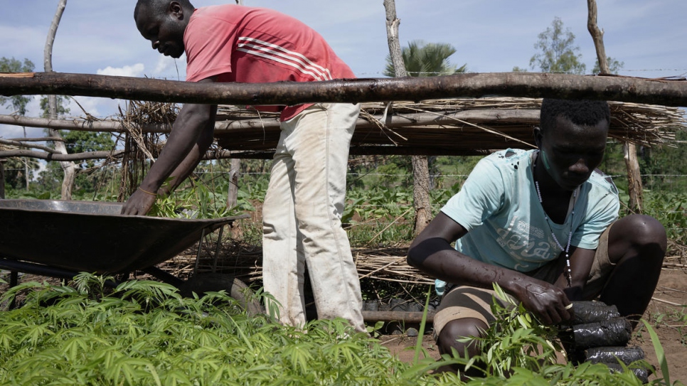 Des travailleurs ramassent des plants d'arbres pour les transporter dans les villages où ils seront replantés.