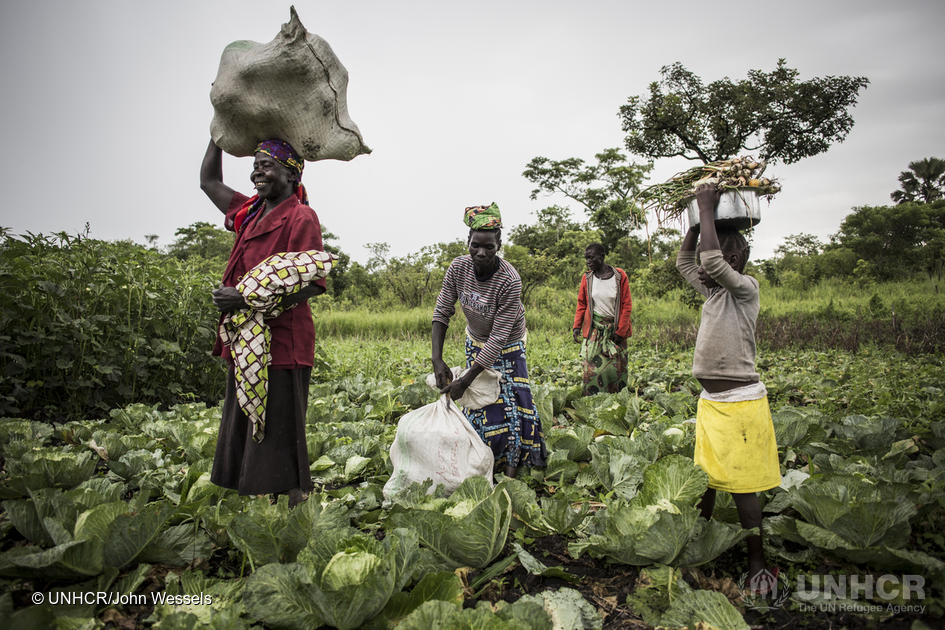 South Sudanese farmers who are part of a cooperative of refugees and hosts get ready to head home after a morning of harvesting at Biringi settlement. As humanitarian assistance to South Sudanese refugees in the Democratic Republic of the Congo (DRC) does not always meet basic needs, UNHCR supports refugees to earn their own income. 