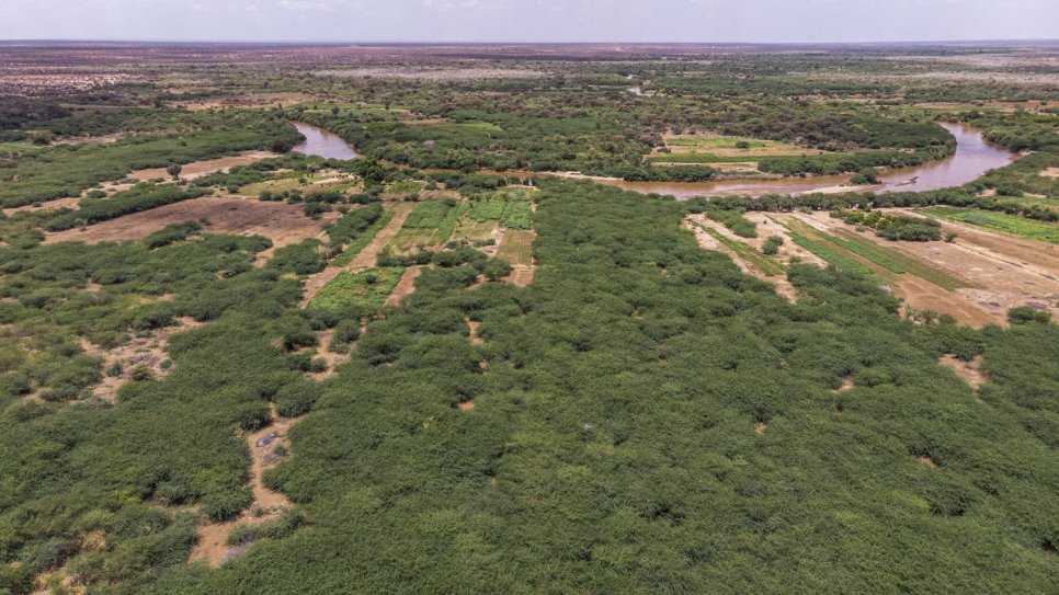 Aerial view of prosopis trees near the border with Somalia in Dollo Ado, Ethiopia.