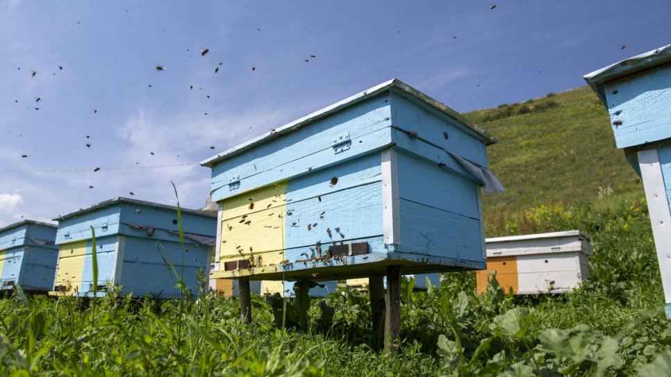 La campagne entourant les ruches d'Abdusamat à la périphérie d'Osh, au Kirghizistan.
