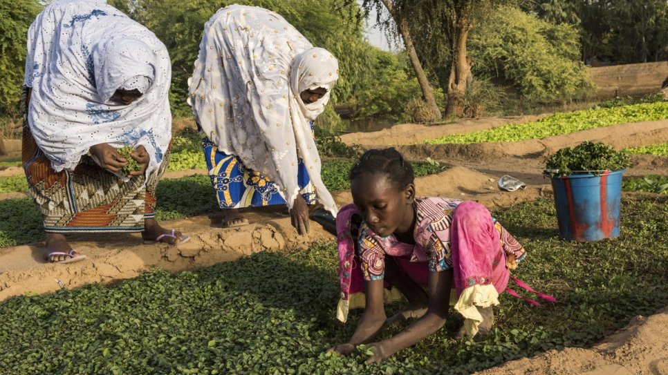 This vegetable garden is the work of 18 local women who founded an agricultural association.