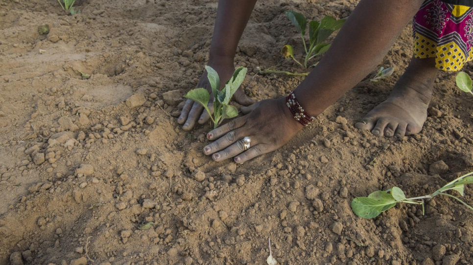 Agai Shatouré plante des laitues dans le potager des femmes. 