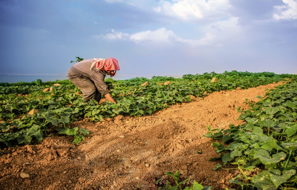 Iraq. Farmer