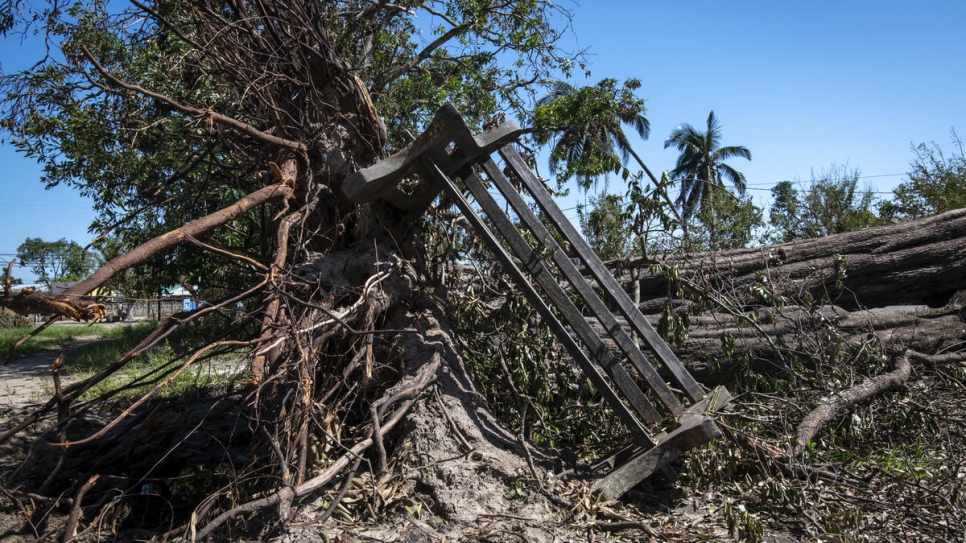 Un arbre déraciné par le cyclone Idai et un banc renversé à Beira, au Mozambique.