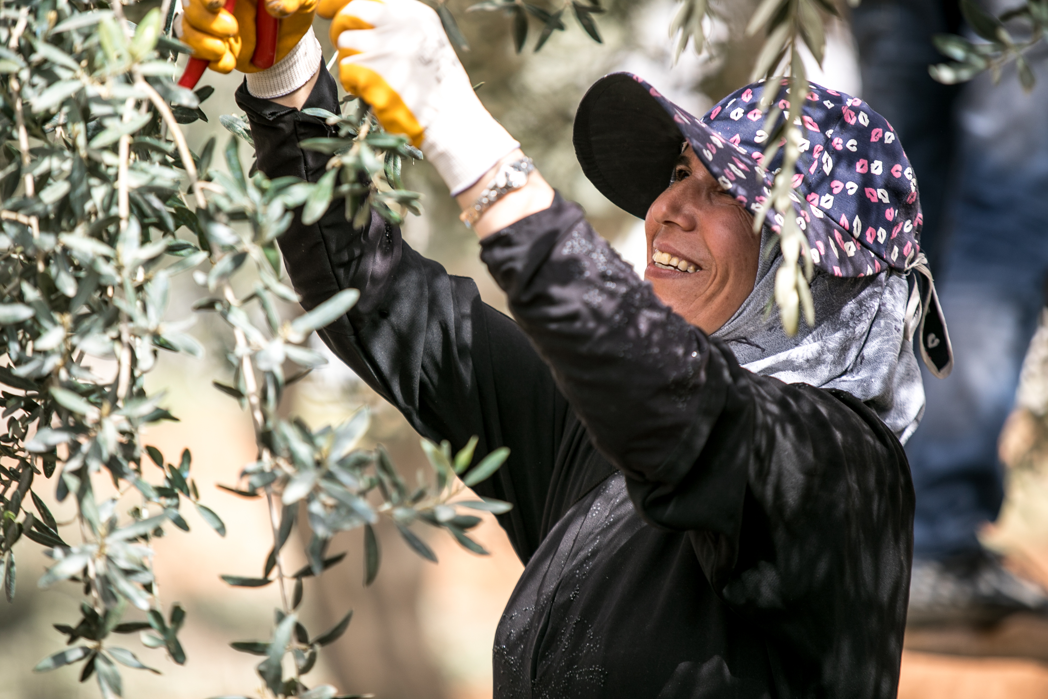 A woman pruning an olive tree