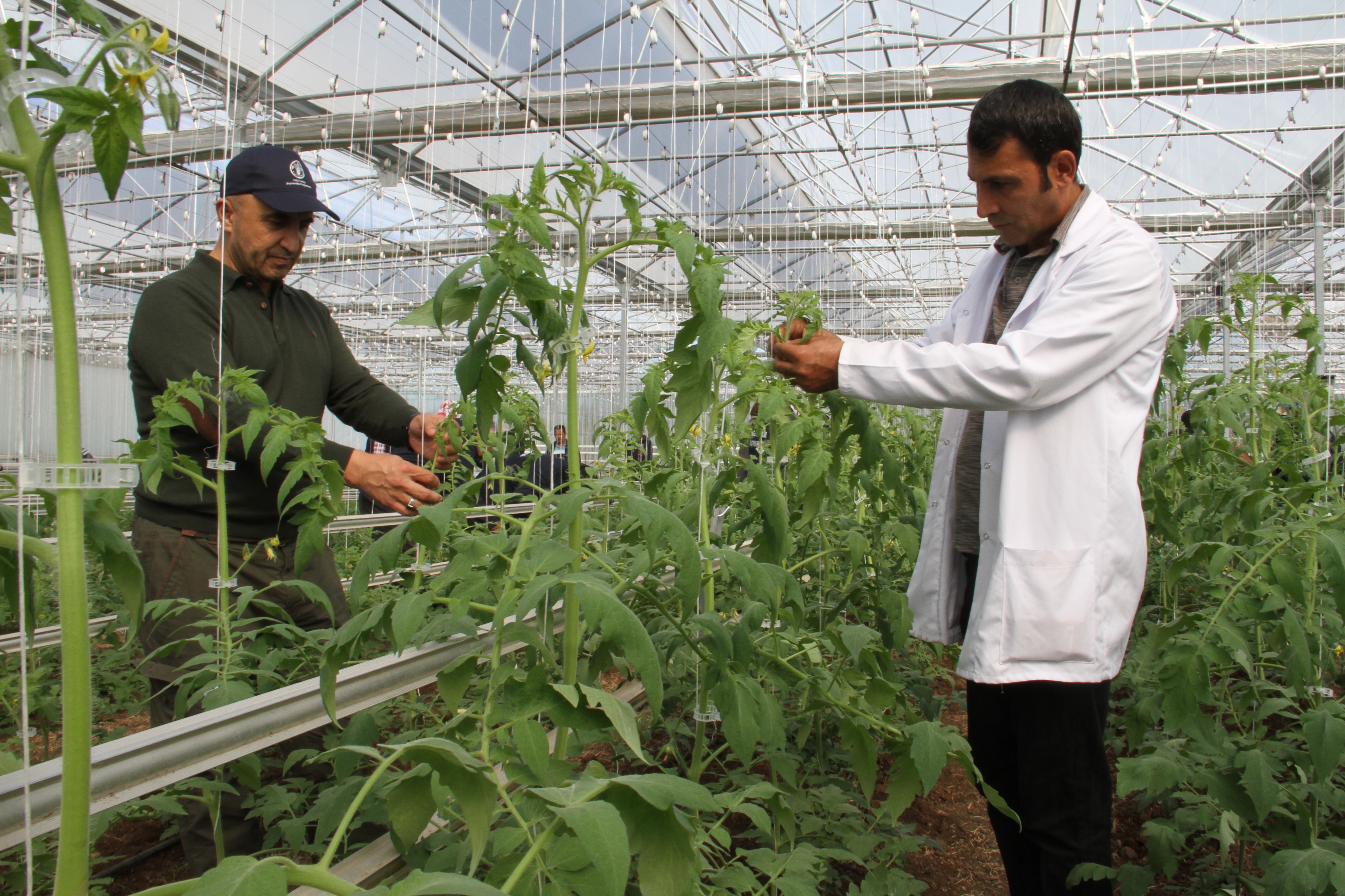 Two men working on crops in a greenhouse