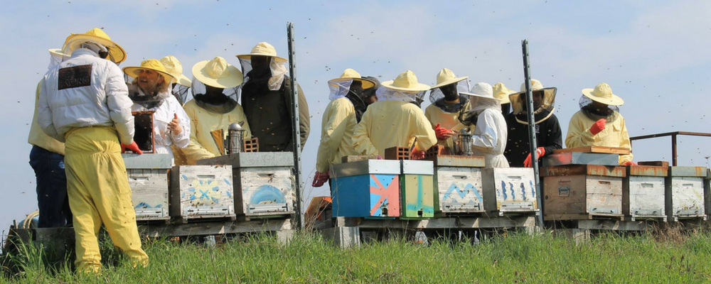 A group of people working with bee hives