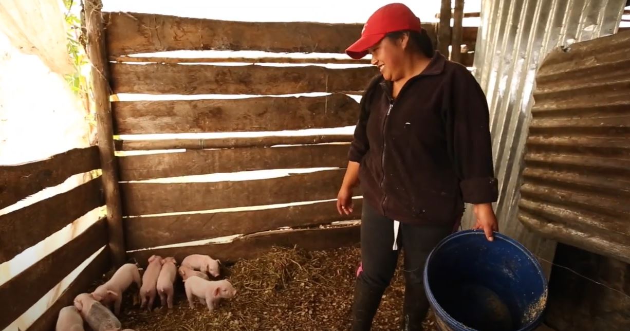 Woman in farm with pigs.