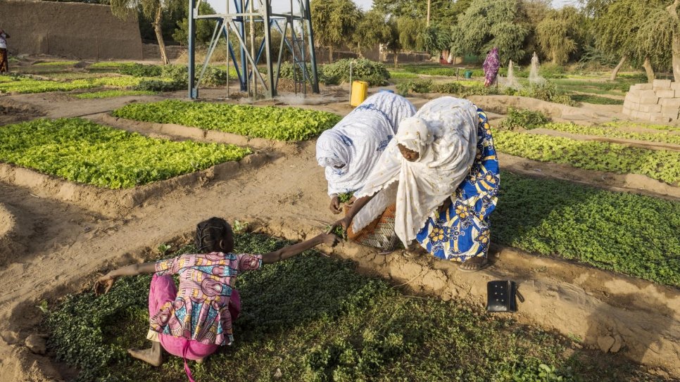 Women work in a vegetable garden on the banks of the Niger. 