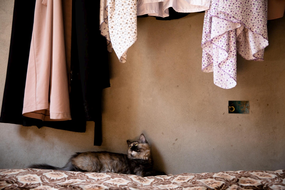 تستلقي إحدى قطط العائلة على سرير في الشقة، حيث تساعد في التخلص من القوارض.