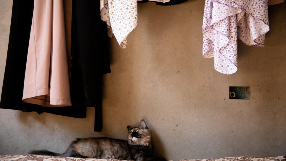 Un des chats de la famille s'allonge sur un lit dans l'appartement, qu'ils aident à protéger des rongeurs. 