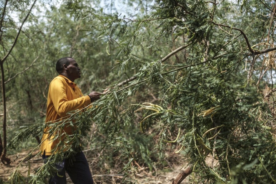 Aden travaille avec d'autres membres de la coopérative Dollo Ado à l'abattage des arbres de prosopis envahissants.