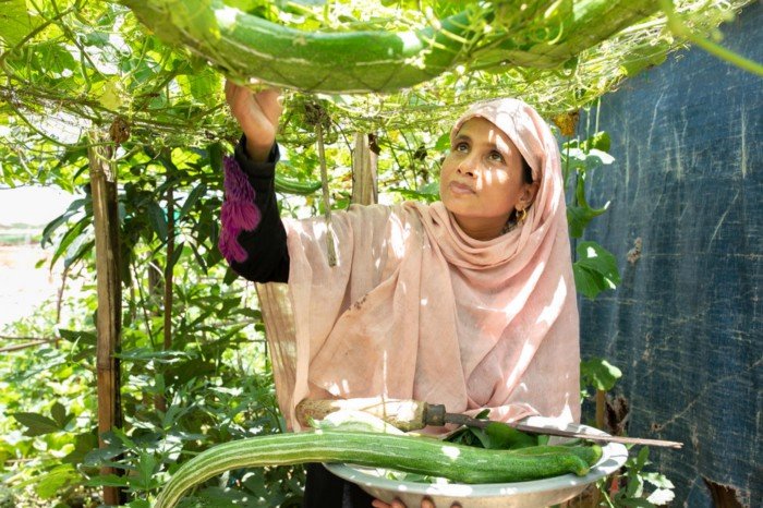 Sahera récolte des légumes frais dans le camp de réfugiés de Kutupalong. 