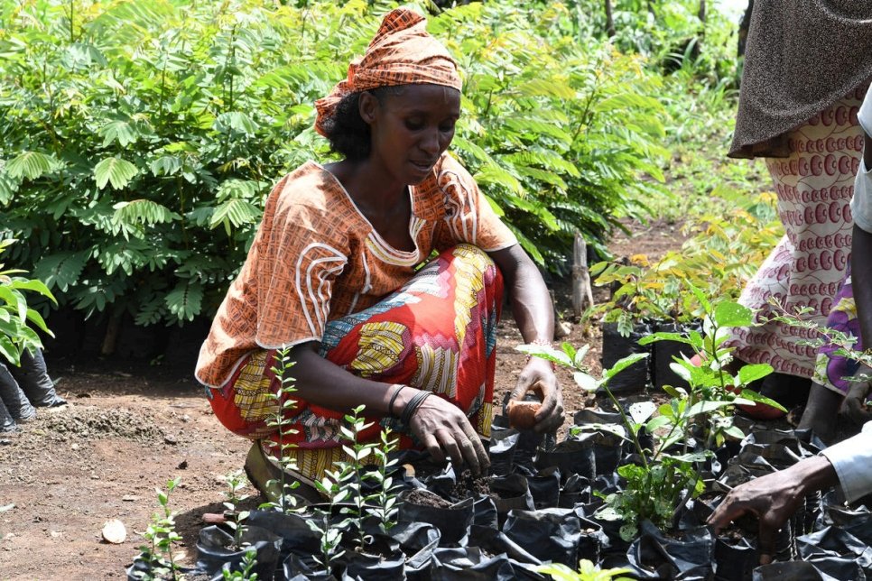 Cameroon. Land, livelihood and sustainability issues affect Central African refugees