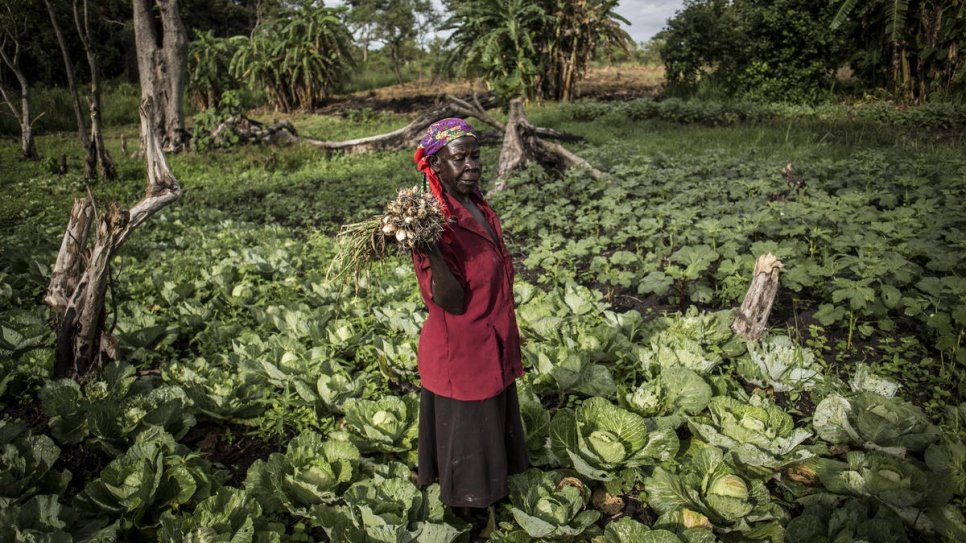 A South Sudanese woman holds a bundle of spring onions in a field of cabbages during a harvest morning at Biringi settlement.