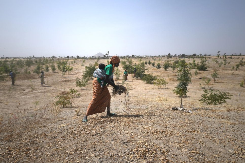 Cameroon. Minawao, the green refugee camp