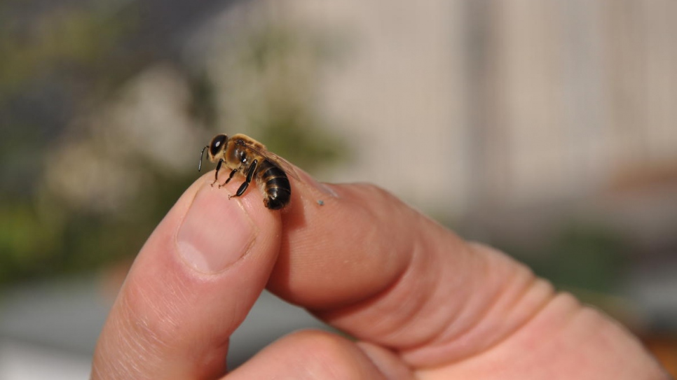 El apicultor Ryad Alsous muestra a una de sus preciadas abejas negras británicas.