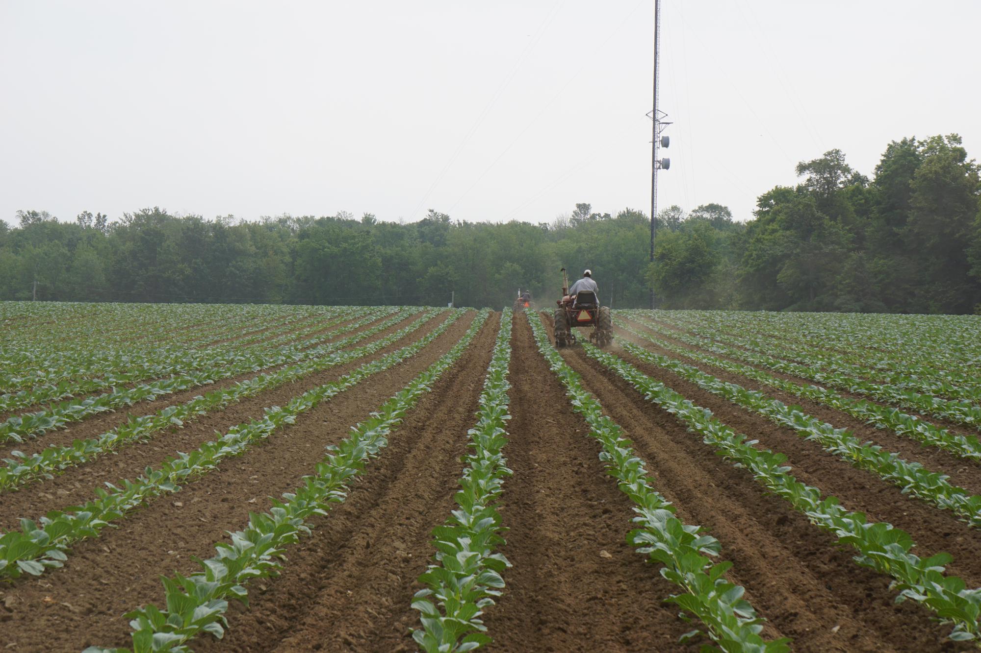 The Procyk Farm in Wilsonville, Ontario Photo courtesy of Christine Wheeler.