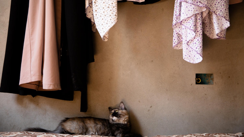 One of the family's cats reclines on a bed in the apartment, which they help to keep free of rodents.