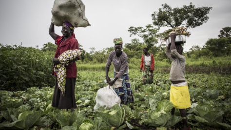 Democratic Republic of Congo. South Sudanese refugees grow local economy