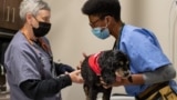 Veterinarian Joseph Synder, an assistant professor at the Ohio State University College of Veterinary Medicine, trains a veterinary student how to remove a small cyst on a dog. (Courtesy - Ohio State University College of Veterinary Medicine)