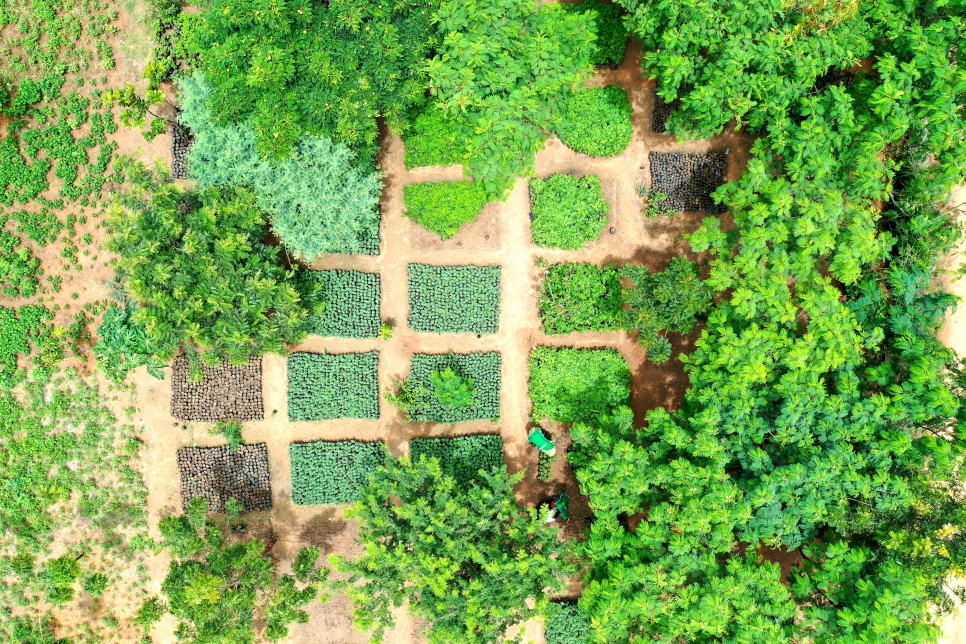 An aerial view of the tree nursery at Minawao where seedlings are grown before being planted in the community. 